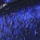 French Ultramarine